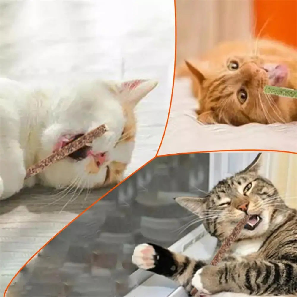 Entdecker-Set mit 6 Kauhölzern für Katzen
