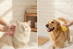 Brosse de bain et massage pour chien et chat avec distributeur de shampoing