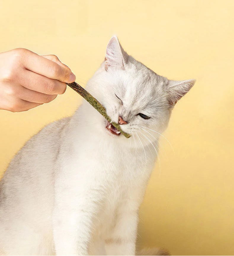 Entdecker-Set mit 6 Kauhölzern für Katzen