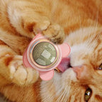 Installation de la boule d'herbe à chat à hauteur de museau