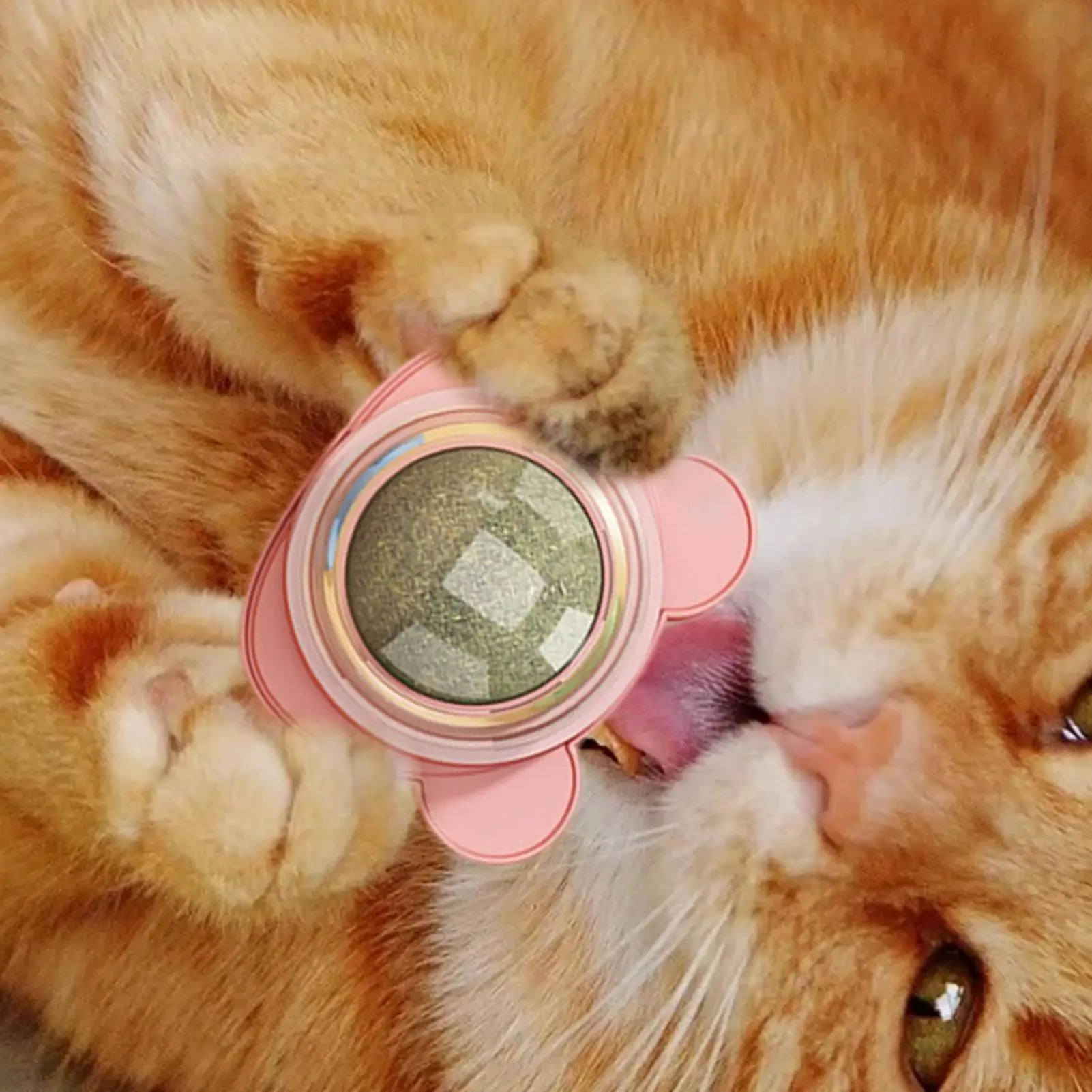 Installation de la boule d'herbe à chat à hauteur de museau