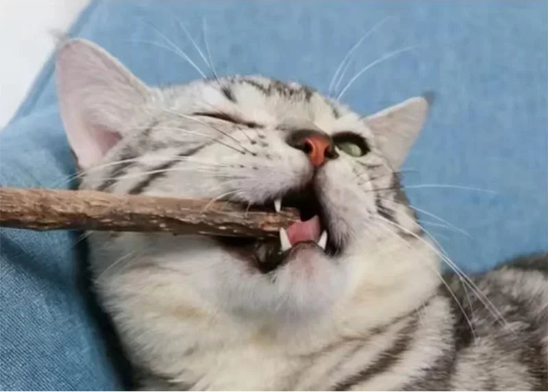 Bâtonnets de matatabi naturels pour chat