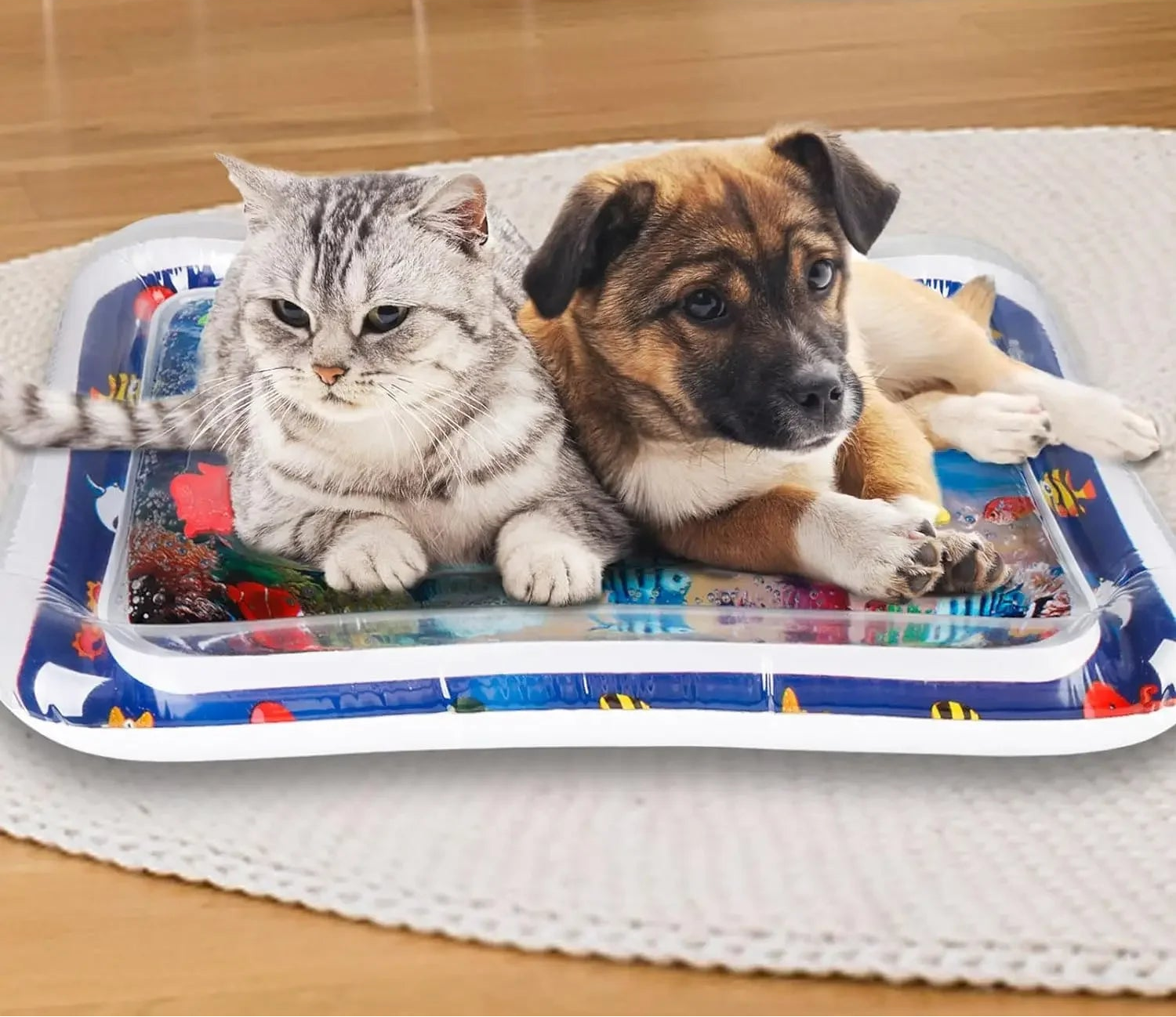 Chat tapant sur les poissons flottants du tapis d'eau