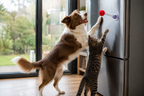 Balle ressort élastique pour chat
