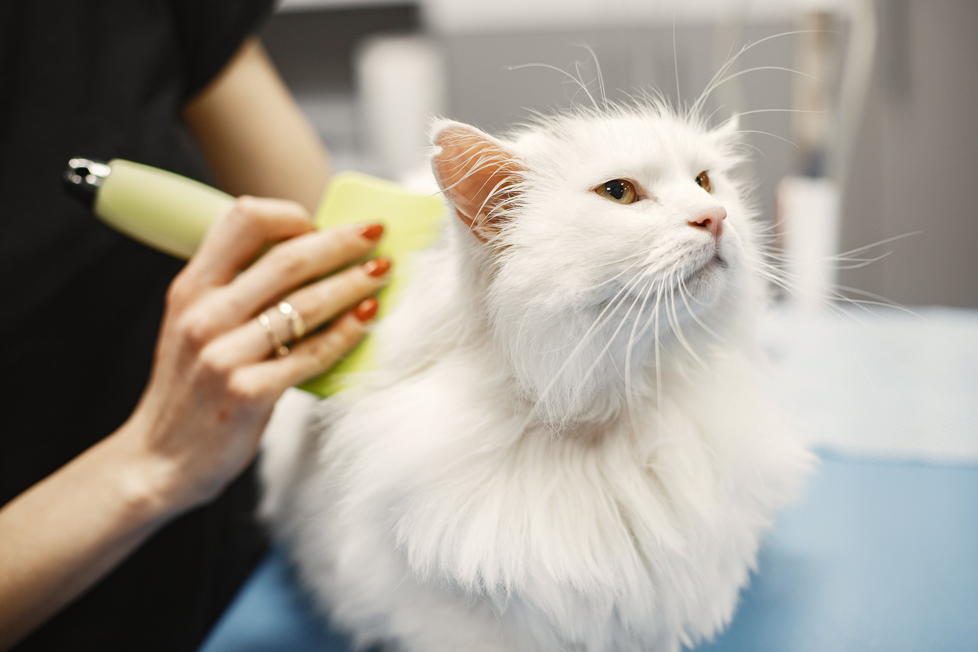 Personne toilettant un chat blanc avec douceur